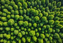 Forêts françaises : elles s’étendent mais leur santé se dégrade, alerte l’IGN Vue aérienne d'une forêt française mêlant arbres sains et arbres dépérissants sous l'effet du changement climatique