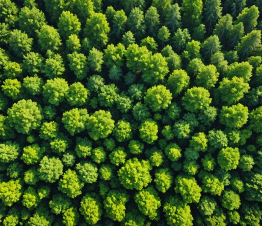 Forêts françaises : elles s’étendent mais leur santé se dégrade, alerte l’IGN Vue aérienne d'une forêt française mêlant arbres sains et arbres dépérissants sous l'effet du changement climatique