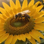 Abeille butinant une fleur de tournesol sous une chaleur intense, symbole de l'impact de la canicule sur les pollinisateurs en France