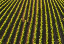 Vendanges en France : la récolte de vin tombe à son plus bas niveau depuis 1957 Vignoble français au petit matin pendant les vendanges 2026
