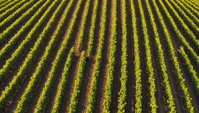 Vignes françaises en récolte, vendanges 2026 Vignoble français au petit matin pendant les vendanges 2026